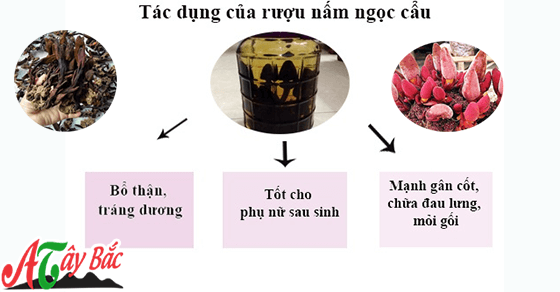 Nấm ngọc cẩu có màu sắc và hình dáng khá độc đáo Nấm ngọc cẩu có màu sắc và hình dáng khá độc đáo
