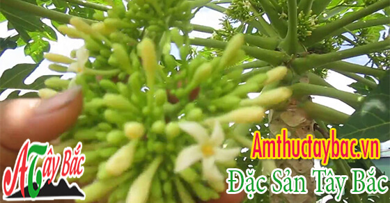 Hoa đu đủ đực có nhiều ưu điểm và tác dụng tốt cho mọi người