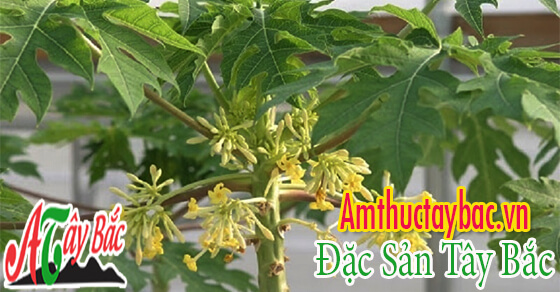 Cây đu đủ đực thường được trồng tại các tỉnh vùng cao