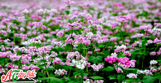 Hoa tam giác mạch thu hút rất nhiều khác du lịch