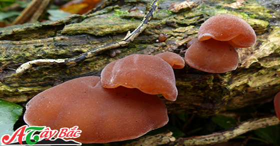 Mộc nhĩ rừng mọc trên các thân cây gỗ mục trên núi Tây Bắc