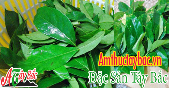 Lá mắc mật thường có màu xanh đậm