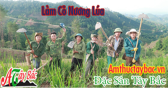Lúa nướng cần phải làm sạch cỏ để cây lúa phát triển tốt hơn