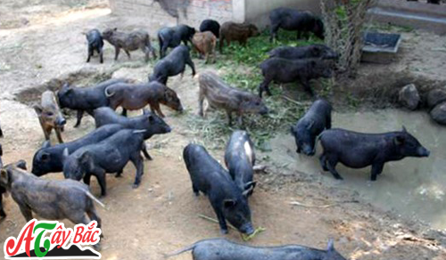 Lựa chọn lợn bản để làm thịt gác bếp