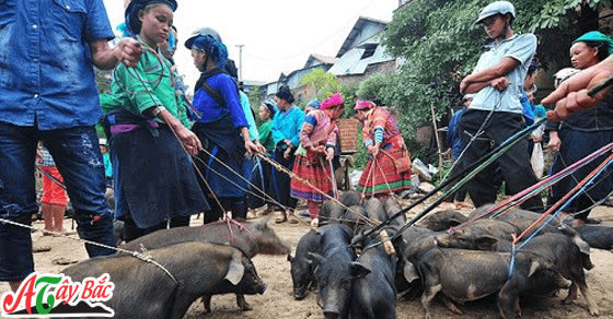 Lợn cắp nách của Tây bắc vào mua thu đông là ngon nhất