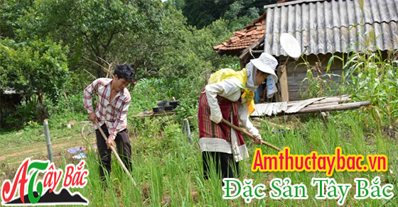 Gạo nương chuẩn ngon Tây Bắc chỉ có tại Amthuctaybac.vn Gạo nương chuẩn ngon Tây Bắc chỉ có tại Amthuctaybac.vn