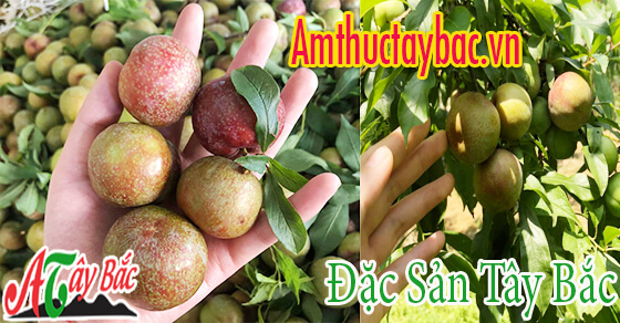 Mận đầu mùa thường hơi xanh và cứng quả Mận đầu mùa thường hơi xanh và cứng quả