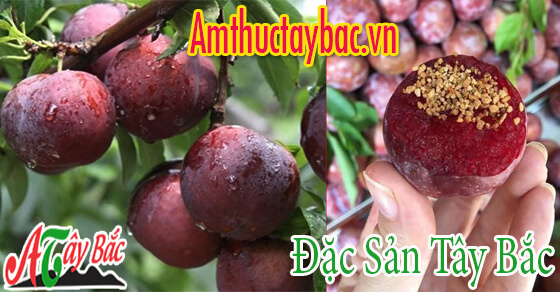 Mận đầu mùa thường to và dầy thịt Mận đầu mùa thường to và dầy thịt