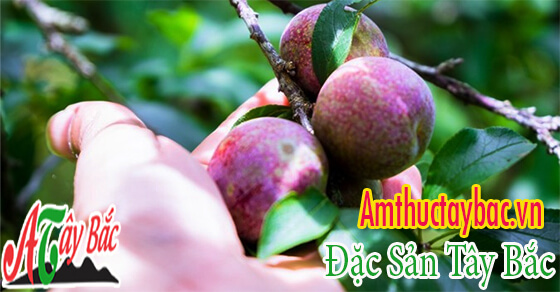 Mận hậu thường khi chín có màu xanh lục