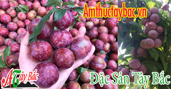 man hau chuan ngon cua moc chau son la