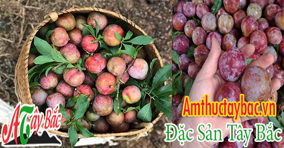 Mận hậu Mộc Châu Sơn La được nhiều người tin dùng