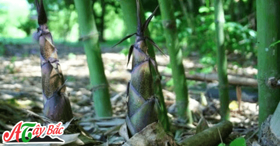 mang dang tay bac ngon