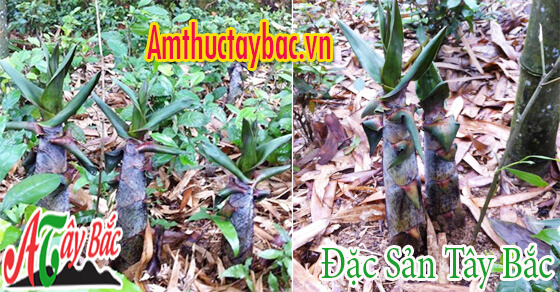 Măng mọc tự nhiên ở Tây Bắc