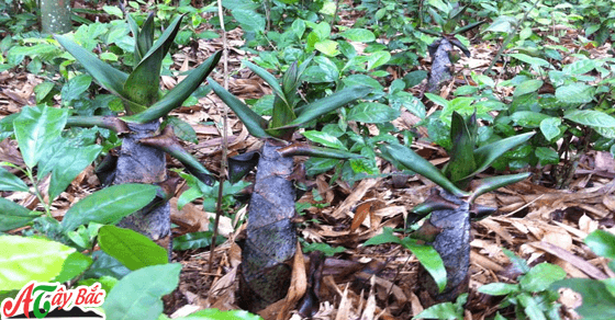 Măng vẩu mọc trong rừng rậm