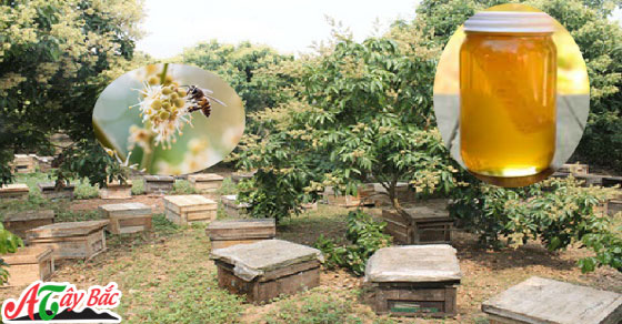 mat ong hoa nhan am thuc ta