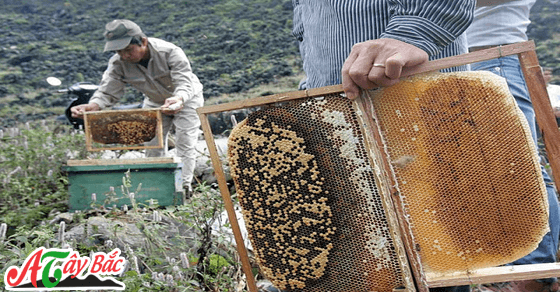 mat ong noi tay bac amthuct