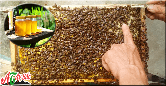 Mật ong hoa nhãn chuẩn vị thơm mùi hoa nhãn đặc trưng vùng cao Mật ong hoa nhãn chuẩn vị thơm mùi hoa nhãn đặc trưng vùng cao