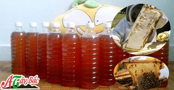 mat ong nuoi tay bac ong n