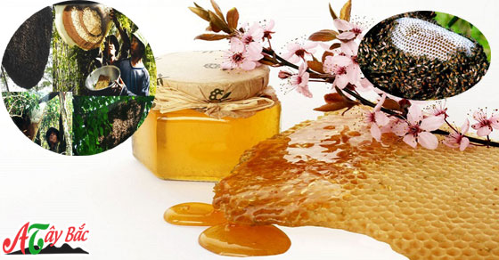 Mật ong rừng chuẩn xịn của Tây Bắc