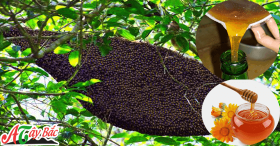 Mật ong rừng nguyên chất chỉ có tại Ẩm Thực Tây Bắc