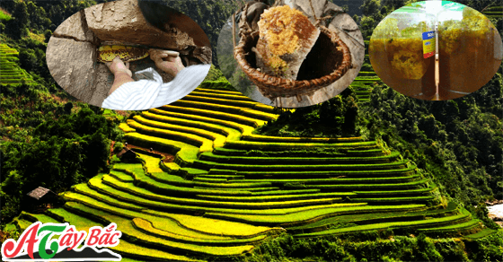 Mật ong rừng chất lượng của vùng Tây Bắc