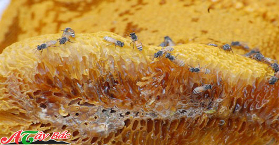 mat ong rung nguyen chat thuc pham quy tu rung gia tay bac 2