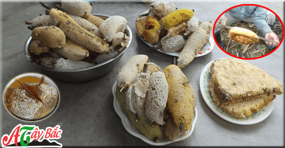 Mật ong nguyên sáp cho bạn những tổ ong nguyên chất Tây Bắc Mật ong nguyên sáp cho bạn những tổ ong nguyên chất Tây Bắc