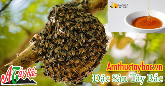 Mật ong rừng nên uống hàng ngày sẽ giúp cho sức khỏe của bạn tốt hơn