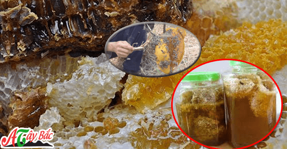 Mật ong rừng nguyên sáp bạn sẽ không phải lo lấy phải mật ong giả