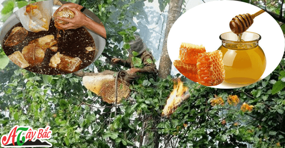 Mật ong rừng món quà quý của thiên nhiên dành tặng Tây Bắc Mật ong rừng món quà quý của thiên nhiên dành tặng Tây Bắc
