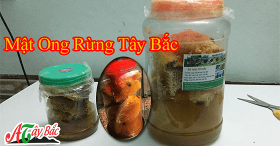Mật ong rừng chuẩn của vùng cao Tây Bắc