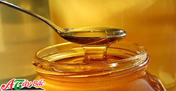 mat ong rung tinh hoa cua nui rung tay bac