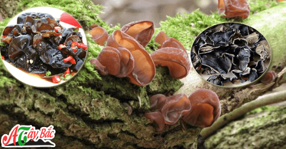 Mộc nhĩ rừng chuẩn thơm ngon của Tây Bắc