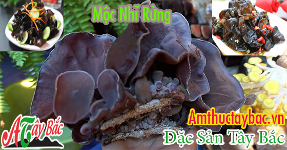 Mộc nhĩ rừng là thực phẩm phổ biến trong ẩm thực Việt Mộc nhĩ rừng là thực phẩm phổ biến trong ẩm thực Việt