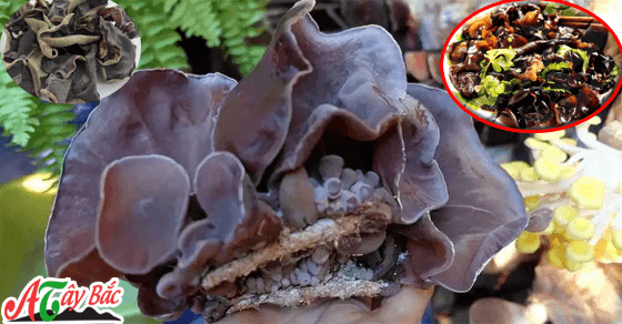 moc nhi runng ngon tay bac