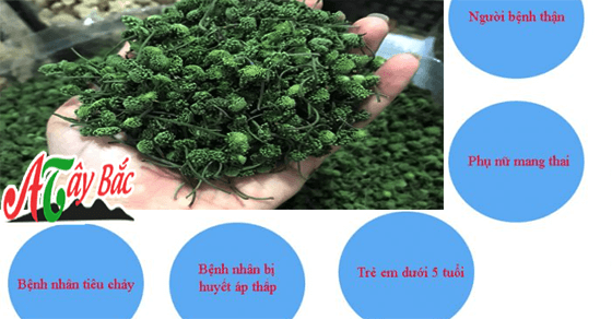 Nhụy hoa tam thất mang đến rất nhiều công dụng