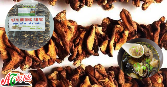 nam huong rung tay bac cuc