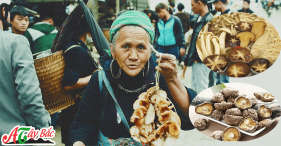 nam huong tay bac hn1 1