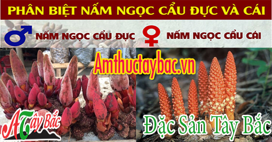 nam ngoc cau duc thuong co kich thuoc lon hon