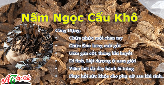Tác dụng nấm ngọc cẩu đem lại cho mọi người Tác dụng nấm ngọc cẩu đem lại cho mọi người