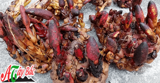 nam ngoc cau tay bac 2019 12