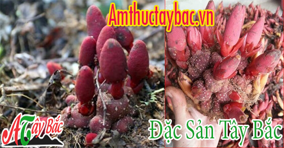 nam ngoc cau thuong co nhieu tai vung nui tay bac