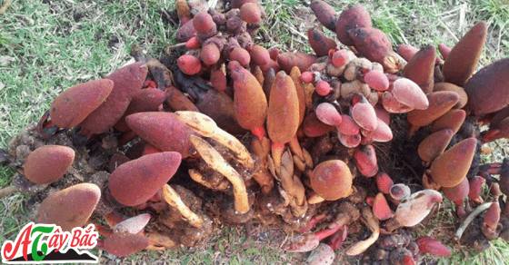 Những điều bí ẩn xung quanh cây nấm ngọc cẩu Tây Bắc