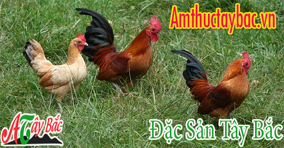 nen chon ga nuoi tu nhien de chat luong ga nuong dat tot nhat