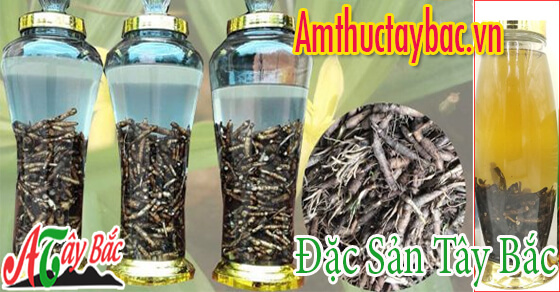 nen su dung binh thuy tinh hoac su de ngam ruou sam cau tien mao