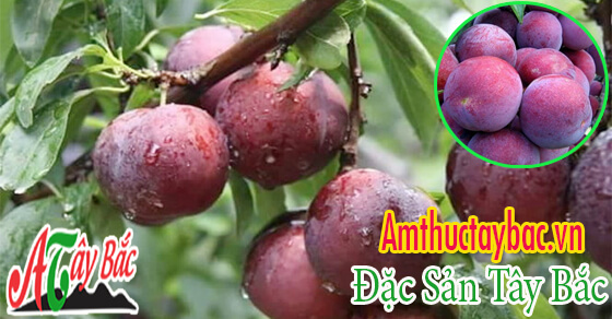 nhung qua man ngon bong bay de lam mut man moc chau