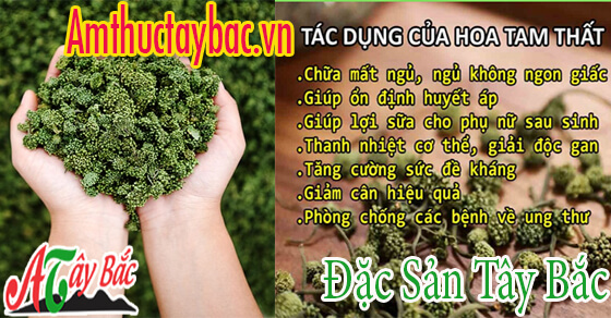 Nụ hoa tam thất có tác dụng tốt trong việc lưu thông khí huyết