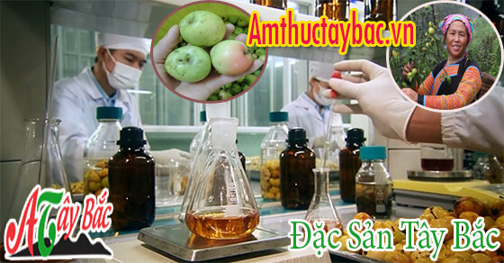 Táo mèo là loại quả không thể thiếu trong cuộc sống