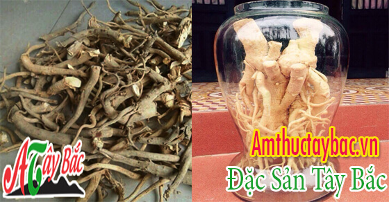 Rễ đinh lăng khô thường được dùng để ngâm rượu