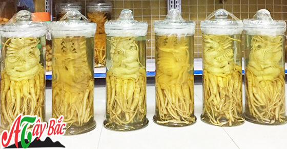 ruou dinh lang amthuctaybac.vn hn